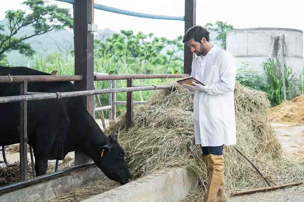 Veterinário analisando dados em fazenda de gado